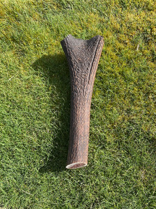 Products: Premium Large Antler Chew Southern Buddy