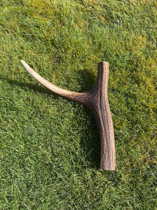 Products: Premium Medium Antler Chew Southern Buddy