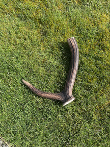 Products: Premium Small Antler Chew Southern Buddy