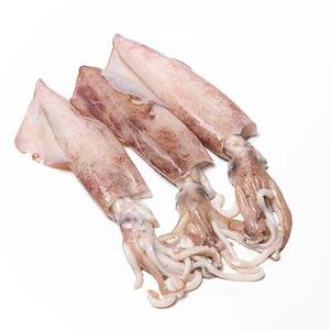 Bait And Tackle: TACKLEMAN SQUID BAIT NZ ARROW 1KG FROZEN
