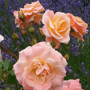 Berevement: With Love