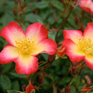 Berevement: Precious Hearts