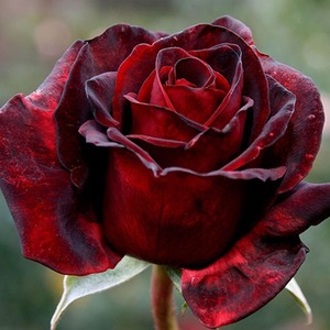 Hybrid Tea Bush: Black Beauty