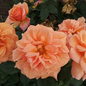 Hybrid Tea Bush: Faithful Friend