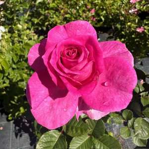 Floribunda Bush: Best Of Friends