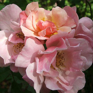 Highly Fragrant Roses: Clair Matin