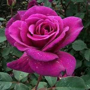 Highly Fragrant Roses: Standard Blackberry Nip (80cm)