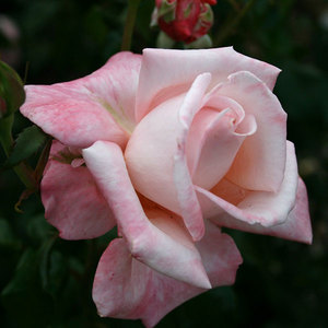 Highly Fragrant Roses: Standard Aotearoa (80cm)