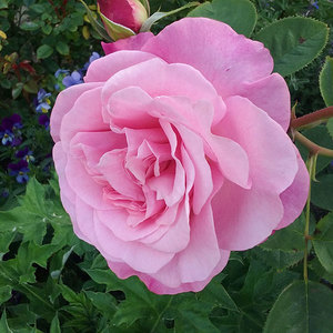 Hybrid Tea Bush: My Girl