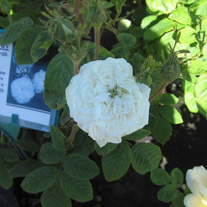 Highly Fragrant Roses: Madame Hardy