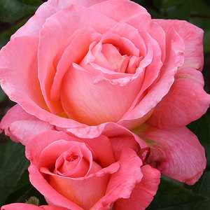 Hybrid Tea Bush: Heart Throb