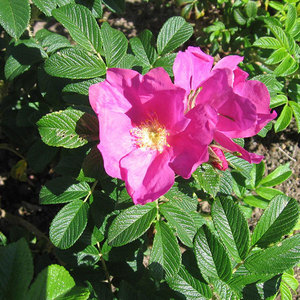 Highly Fragrant Roses: Rugosa Scabrosa