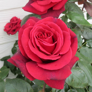 Highly Fragrant Roses: Standard Paola