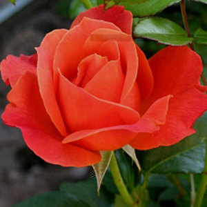 Floribunda Bush: Fellowship