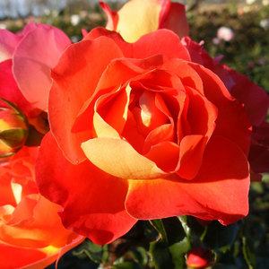 Floribunda Bush: Special Gift