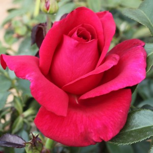 Highly Fragrant Roses: Standard Lasting Love (80cm)