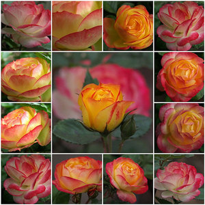 Floribunda Bush: Chameleon