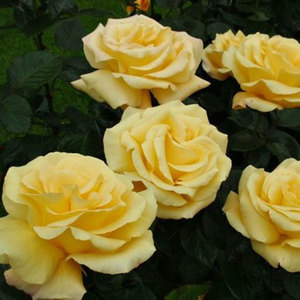 Hybrid Tea Bush: Victorious