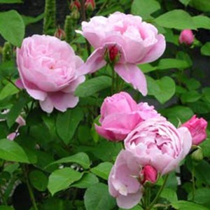 English Style Roses: Standard Ausmary (80cm)