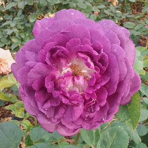 Highly Fragrant Roses: Reine Des Violette