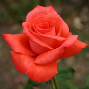 Hybrid Tea Bush: Beauty Star