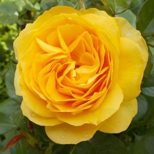 Floribunda Bush: Absolutely Fabulous