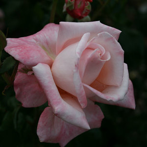 Highly Fragrant Roses: Aotearoa