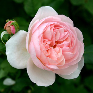 English Style Roses: Ausblush