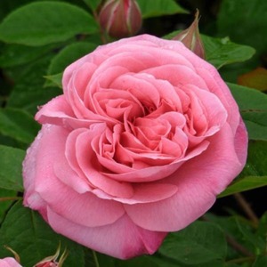Floribunda Bush: Amelia