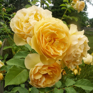 English Style Roses: Ausmas
