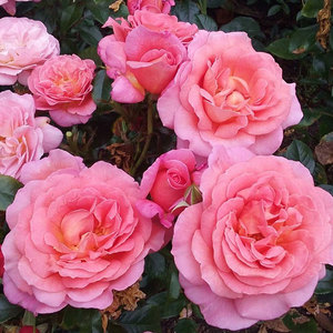 Floribunda Bush: Annie’s Girl
