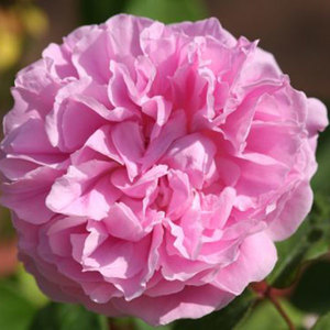 English Style Roses: Ausmary