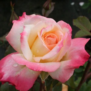 Hybrid Tea Bush: Andrea Jane