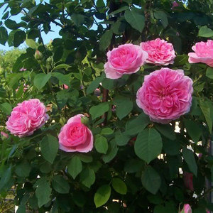English Style Roses: Ausbord