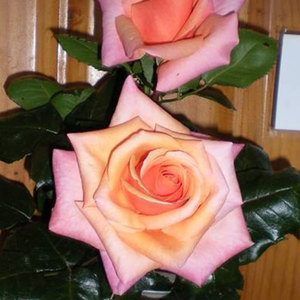 Hybrid Tea Bush: Amberlight