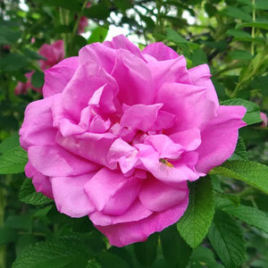 Highly Fragrant Roses: Rugosa Belle Poitevine