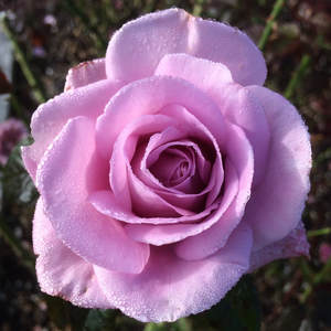 Highly Fragrant Roses: Standard Perfumed Kiss (80cm)