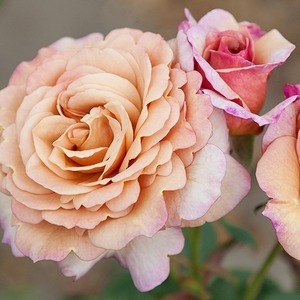 Hybrid Tea Bush: Cappuccino