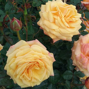 Floribunda Bush: Candy Crush