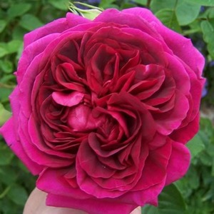 English Style Roses: Standard Austin Crimson
