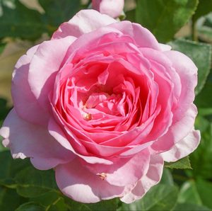 Floribunda Bush: Mum in a Million