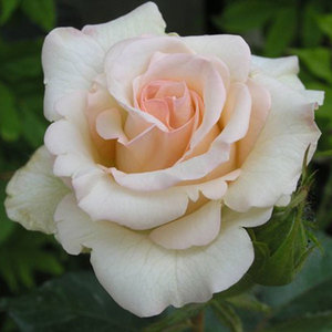 Hybrid Tea Bush: Cream Delight