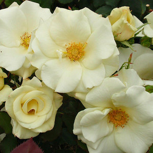 Floribunda Bush: Class Act