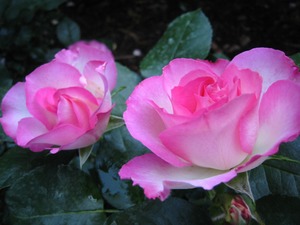 Floribunda Bush: Hope