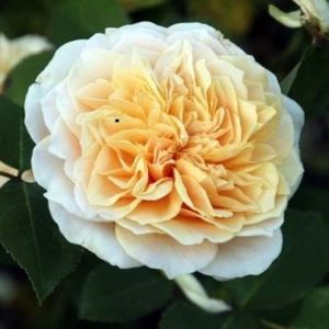 English Style Roses: English Garden