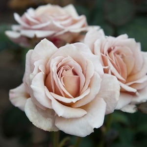 Hybrid Tea Bush: Cup Fever