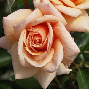 Highly Fragrant Roses: Standard Scent to Remember