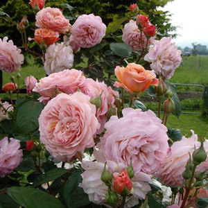 English Style Roses: Leander