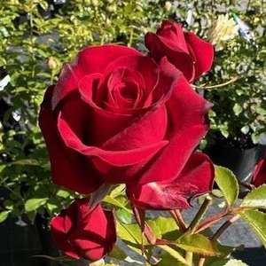 Products: Standard Courage (80cm)