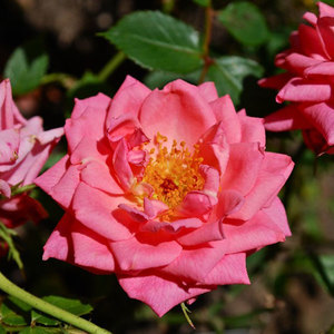 Products: Little Girl